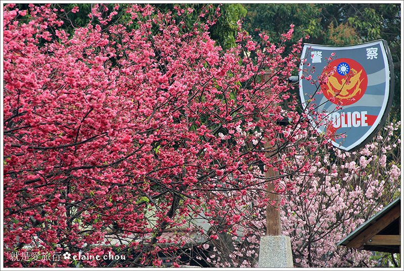 泰安派出所八重櫻01.jpg