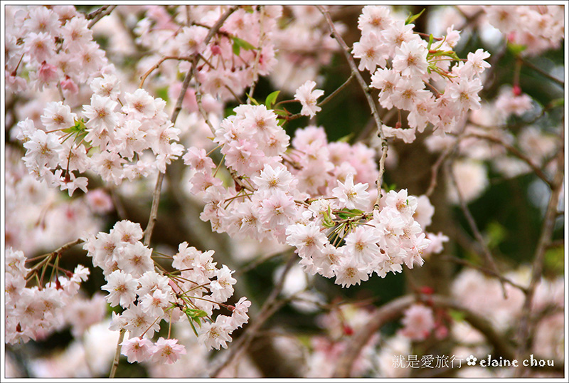 篠山城跡31.jpg 篠山城跡31.jpg