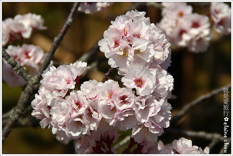 仁和寺08.jpg 仁和寺08.jpg