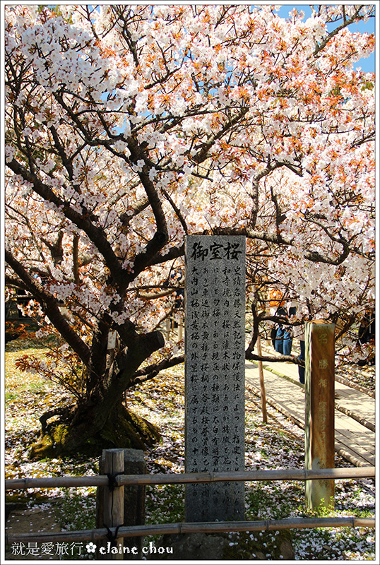 仁和寺17.jpg 仁和寺17.jpg