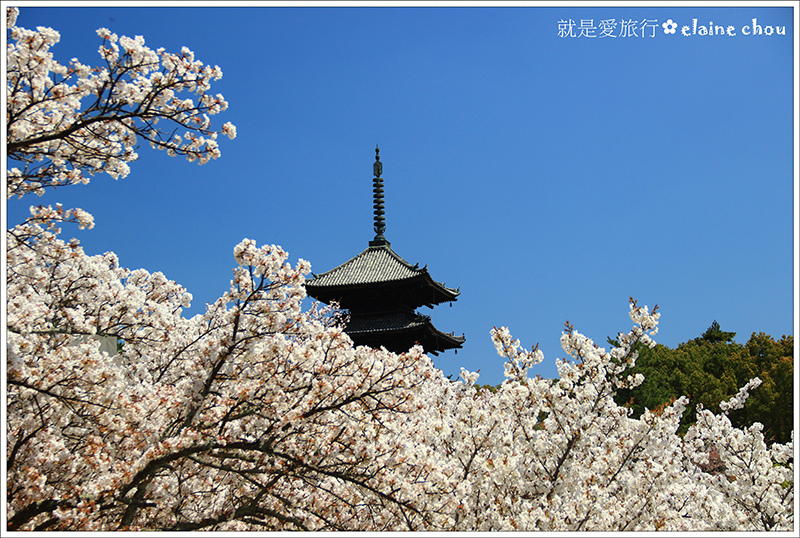 仁和寺20.jpg 仁和寺20.jpg