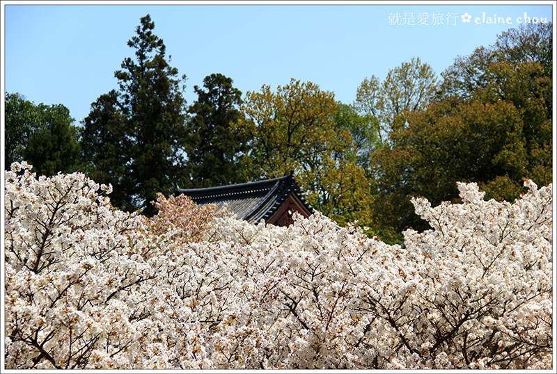 仁和寺21.jpg 仁和寺21.jpg