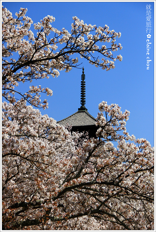 仁和寺22.jpg 仁和寺22.jpg