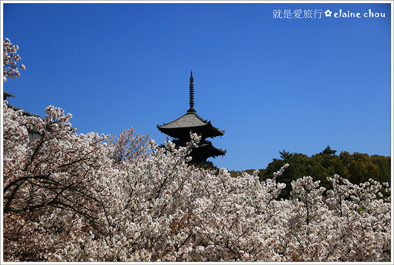仁和寺24.jpg 仁和寺24.jpg