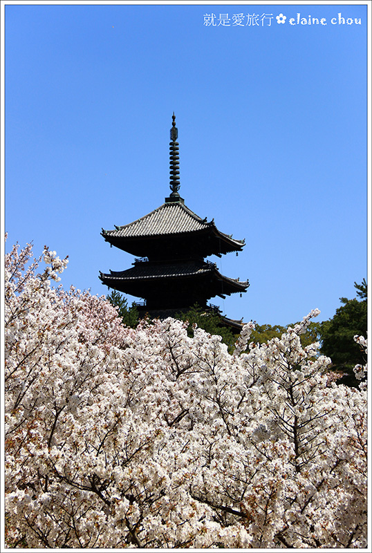 仁和寺25.jpg 仁和寺25.jpg