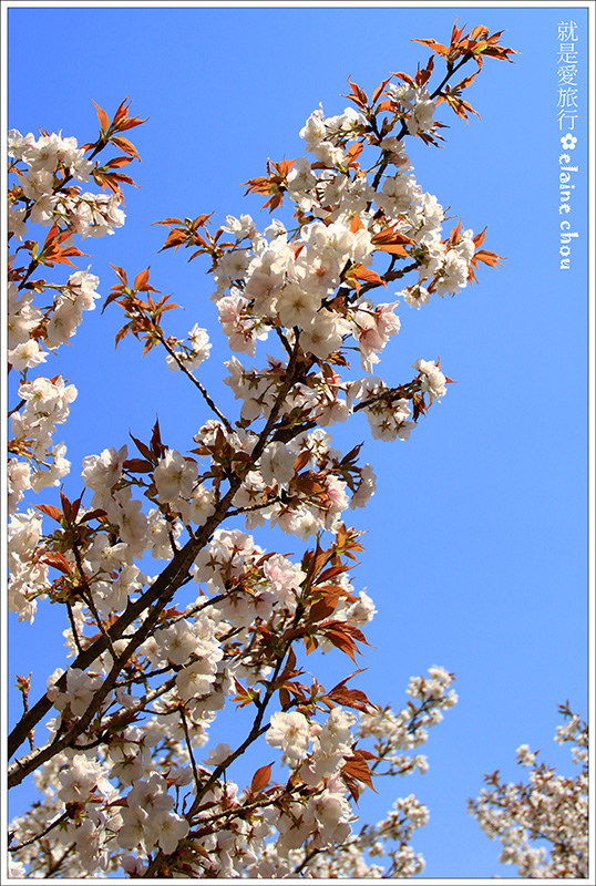 仁和寺28.jpg 仁和寺28.jpg