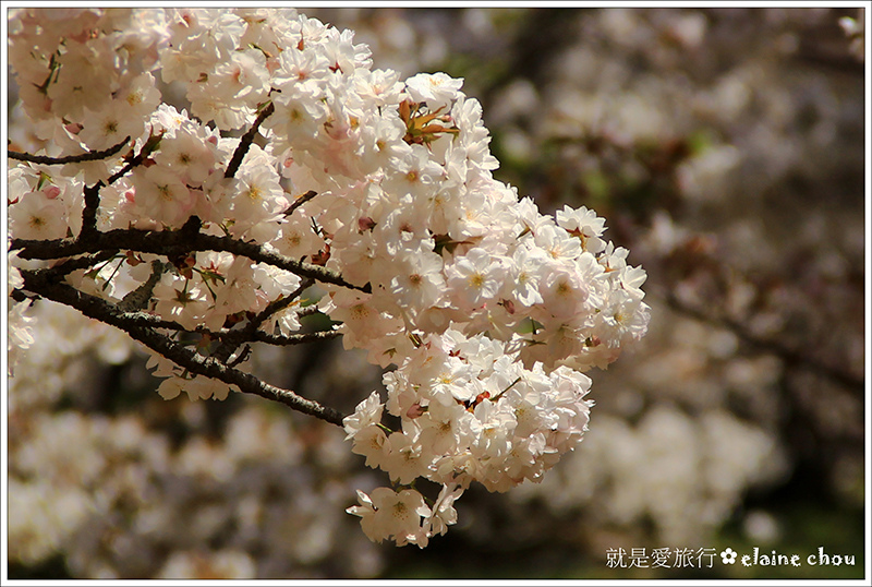 仁和寺29.jpg 仁和寺29.jpg