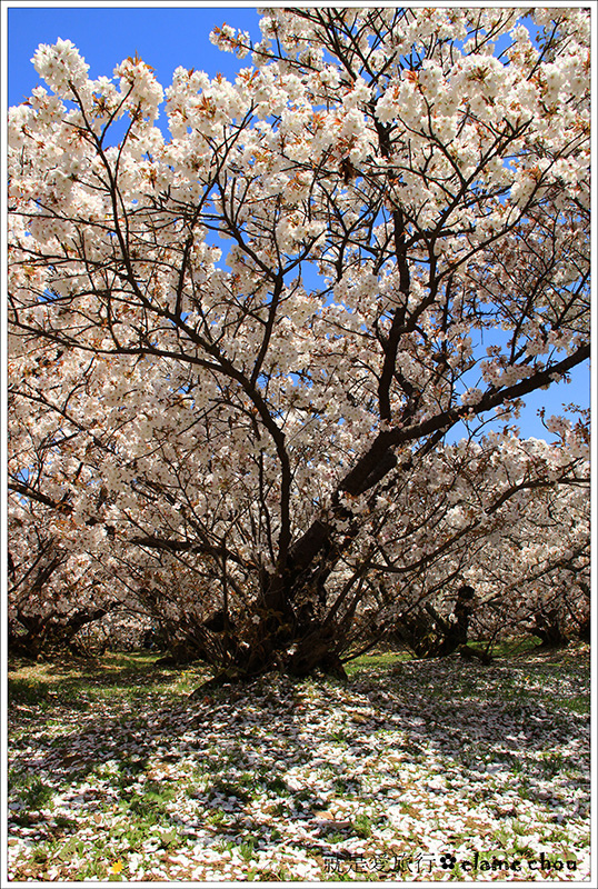 仁和寺31.jpg 仁和寺31.jpg