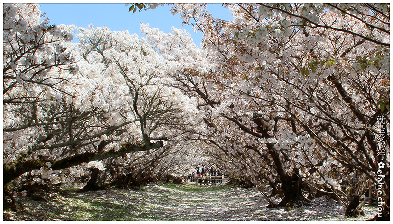 仁和寺34.jpg 仁和寺34.jpg