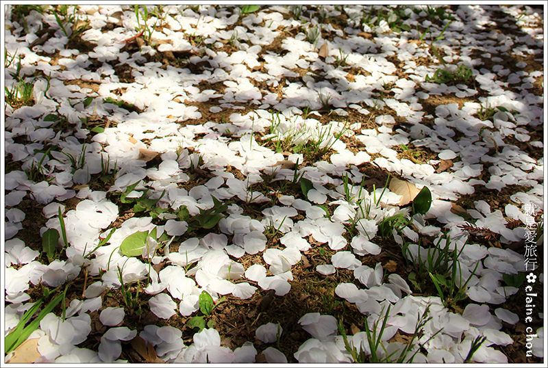 仁和寺36.jpg 仁和寺36.jpg