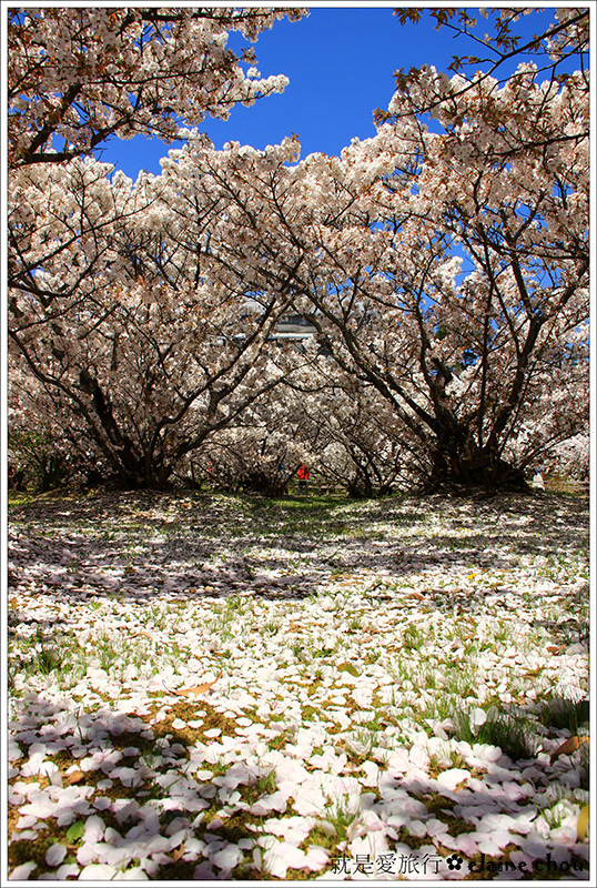 仁和寺38.jpg 仁和寺38.jpg