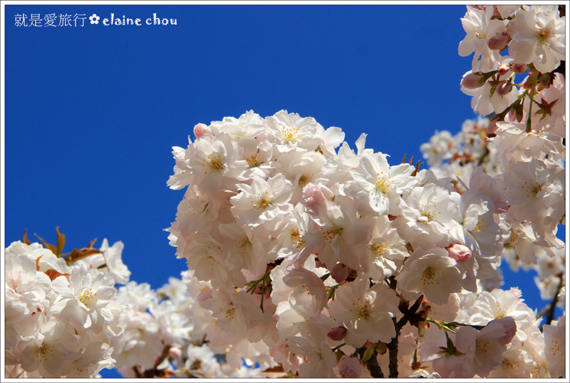 仁和寺41.jpg 仁和寺41.jpg