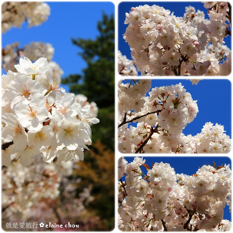 仁和寺42.jpg 仁和寺42.jpg