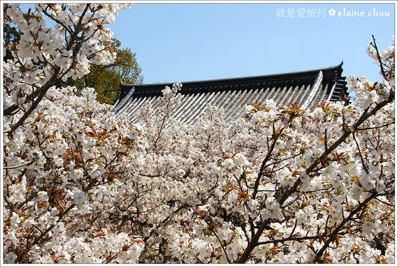 仁和寺47.jpg 仁和寺47.jpg