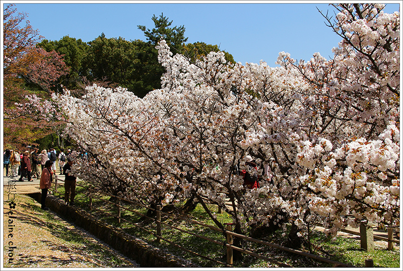 仁和寺56.jpg 仁和寺56.jpg