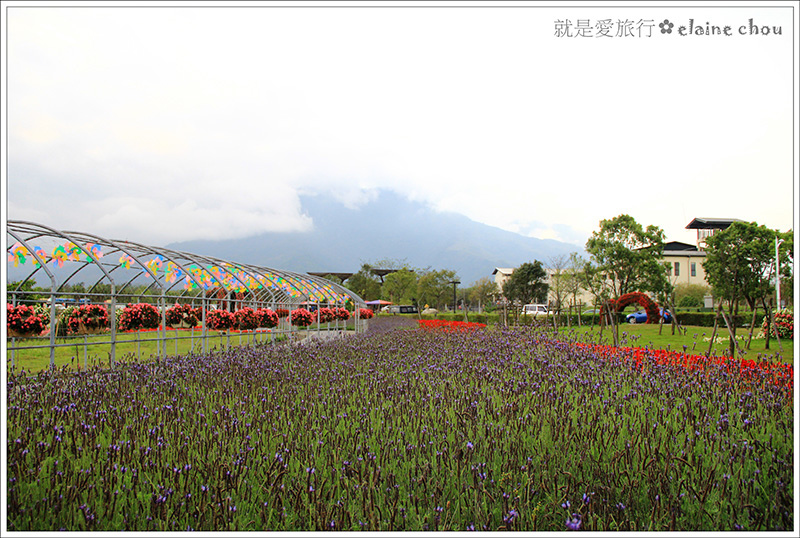 池上鄉農會四季花海11.jpg 池上鄉農會四季花海11.jpg