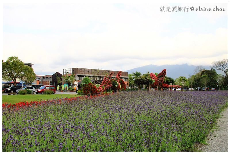 池上鄉農會四季花海12.jpg 池上鄉農會四季花海12.jpg