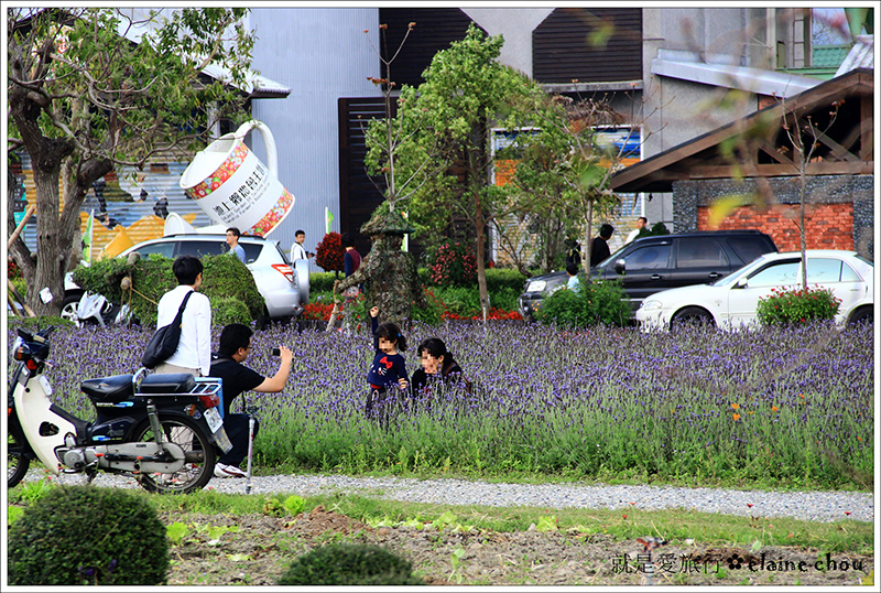 池上鄉農會四季花海13.jpg 池上鄉農會四季花海13.jpg
