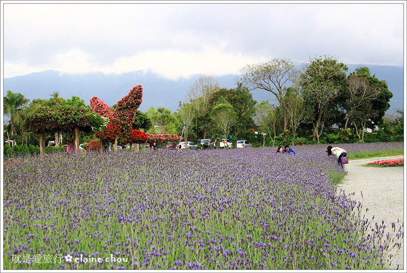 池上鄉農會四季花海14.jpg 池上鄉農會四季花海14.jpg