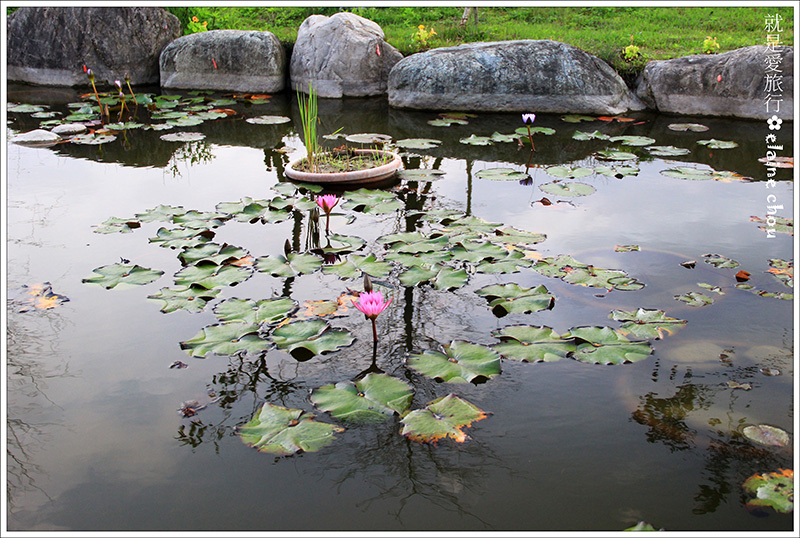 池上鄉農會四季花海19.jpg 池上鄉農會四季花海19.jpg