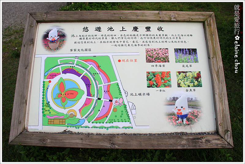 池上鄉農會四季花海20.jpg 池上鄉農會四季花海20.jpg