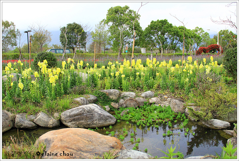池上鄉農會四季花海27.jpg 池上鄉農會四季花海27.jpg