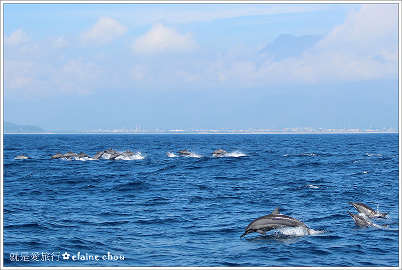 花蓮賞鯨01.jpg 花蓮賞鯨01.jpg
