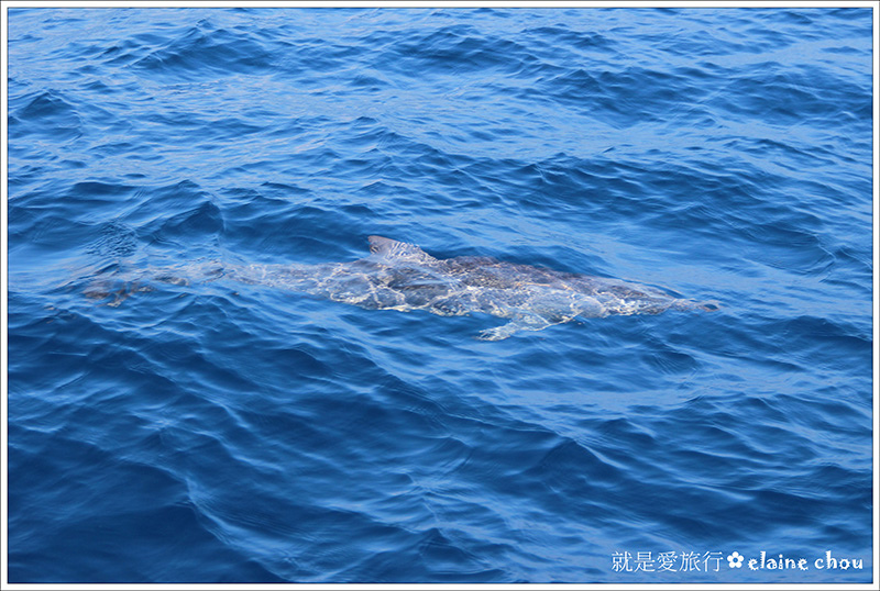 花蓮賞鯨16.jpg 花蓮賞鯨16.jpg