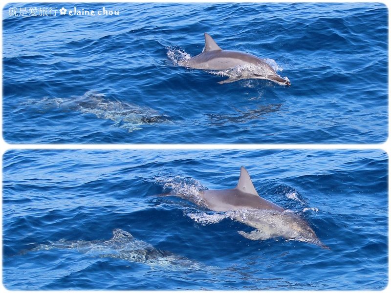 花蓮賞鯨17.jpg 花蓮賞鯨17.jpg