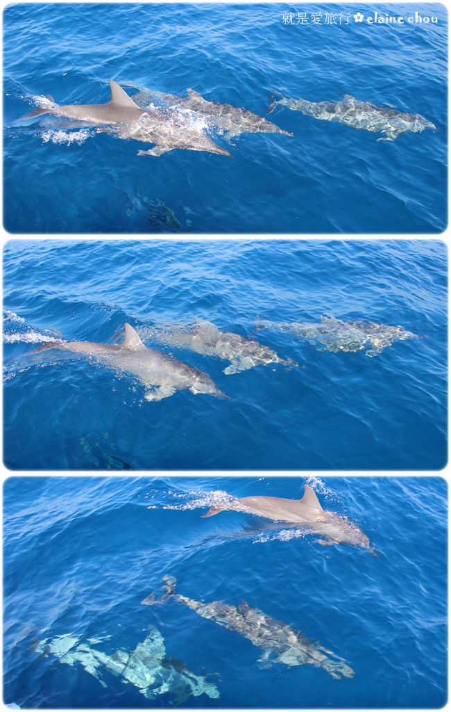花蓮賞鯨18.jpg 花蓮賞鯨18.jpg