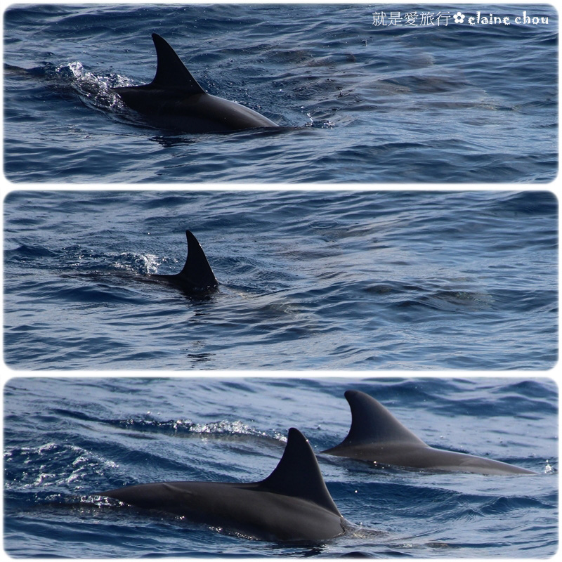 花蓮賞鯨21.jpg 花蓮賞鯨21.jpg