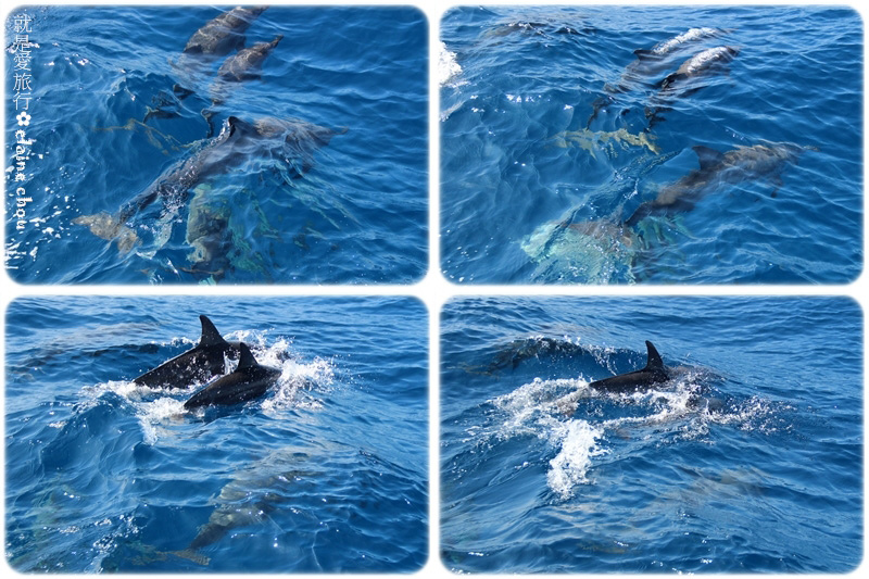 花蓮賞鯨22.jpg 花蓮賞鯨22.jpg