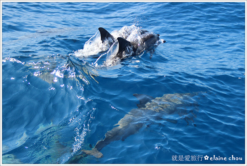 花蓮賞鯨23.jpg 花蓮賞鯨23.jpg