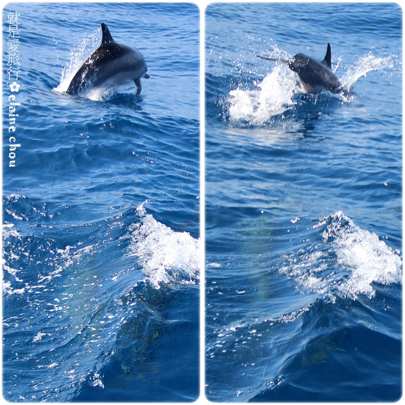 花蓮賞鯨24.jpg 花蓮賞鯨24.jpg