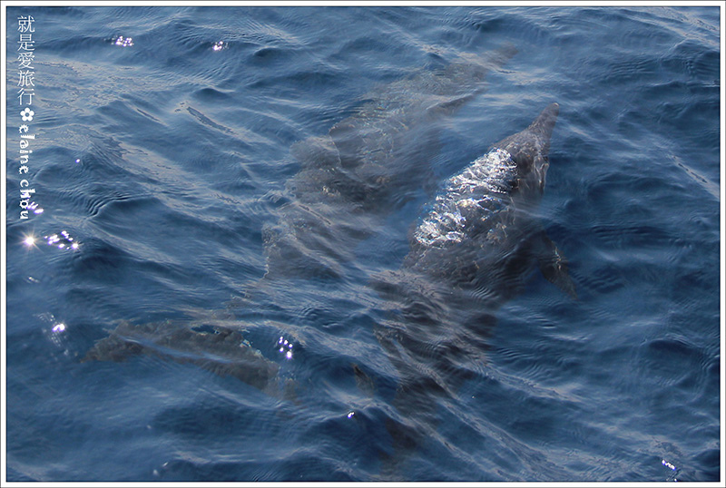 花蓮賞鯨25.jpg 花蓮賞鯨25.jpg