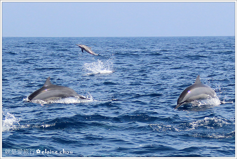 花蓮賞鯨45.jpg 花蓮賞鯨45.jpg
