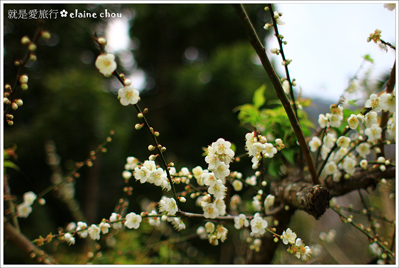 寶來竹林賞梅01.JPG