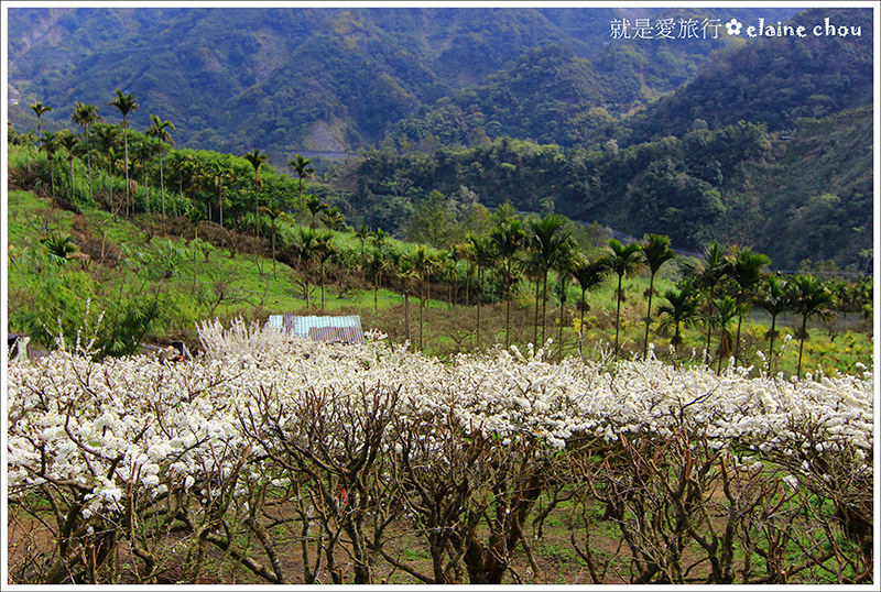 科仔林觀光果園14.JPG