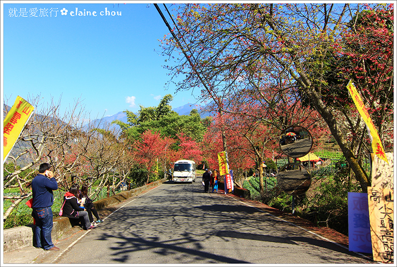 草坪頭櫻花季03.JPG