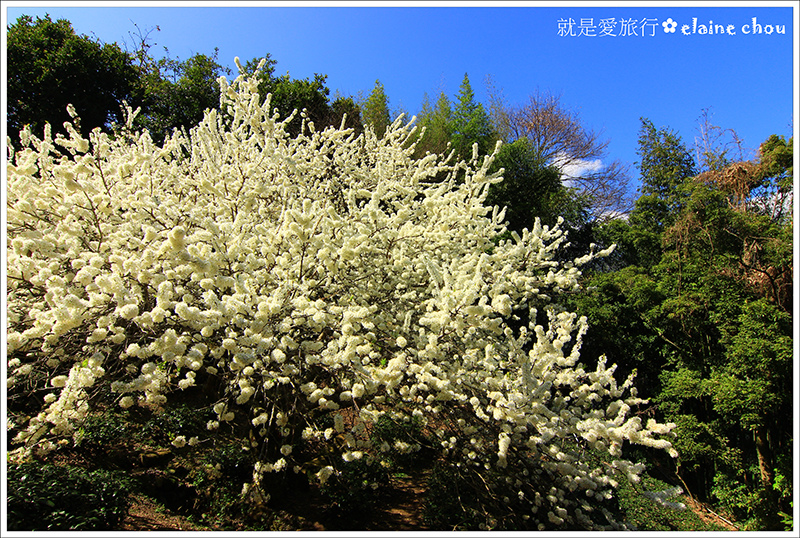 草坪頭櫻花季09.JPG