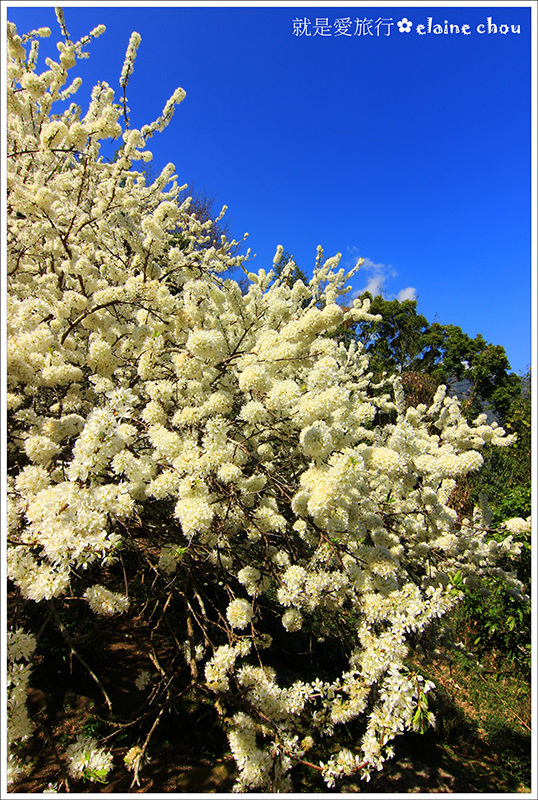 草坪頭櫻花季10.JPG