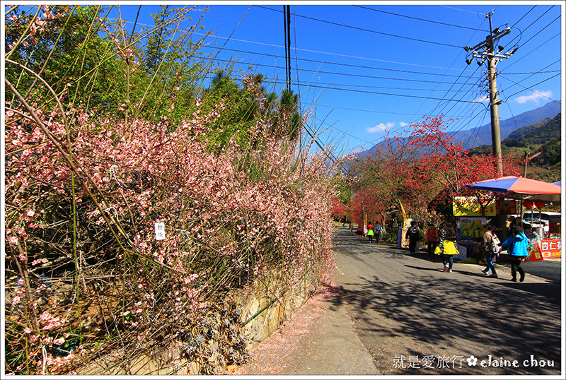 草坪頭櫻花季12.JPG