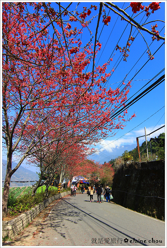 草坪頭櫻花季22.JPG
