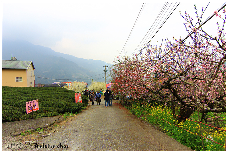 草坪頭櫻花季38.JPG