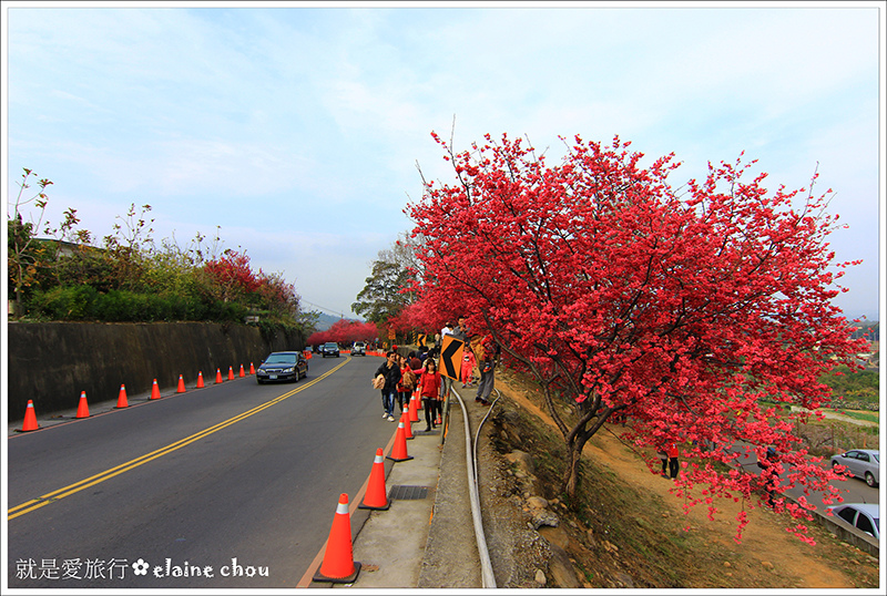 新社大南坡八重櫻03.JPG