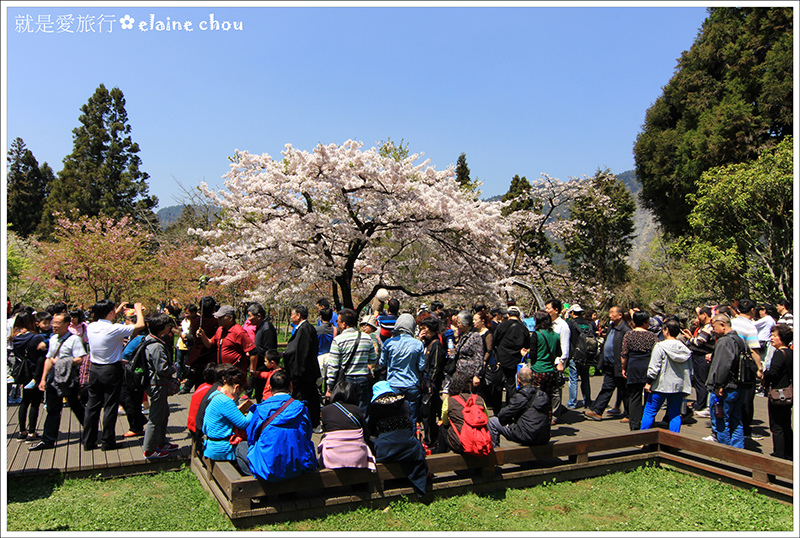阿里山79.JPG