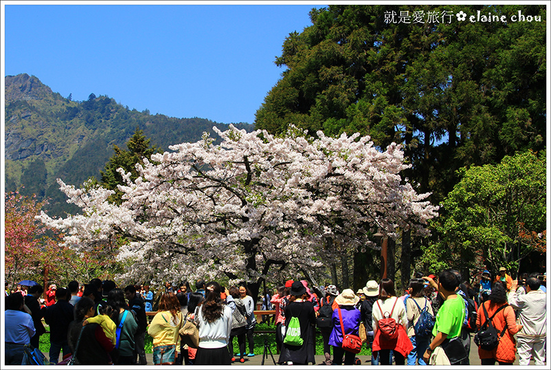 阿里山80.JPG