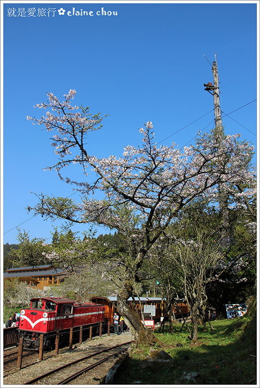 阿里山109.JPG