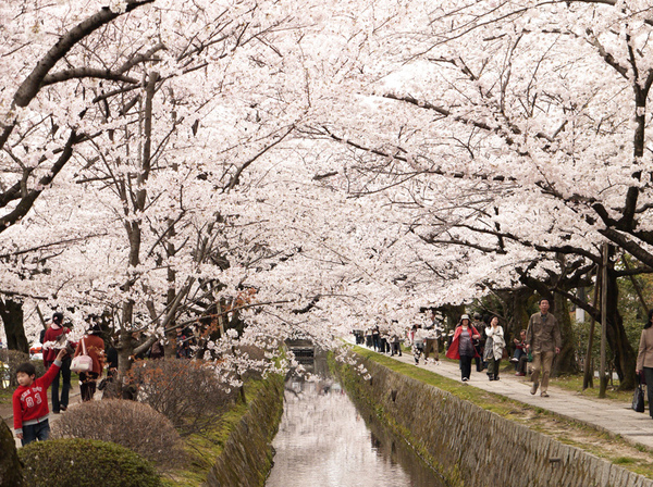 京都櫻花