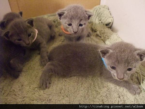 DSCF4806.jpg DSCF4806.jpg